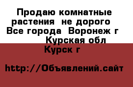 Продаю комнатные растения  не дорого - Все города, Воронеж г.  »    . Курская обл.,Курск г.